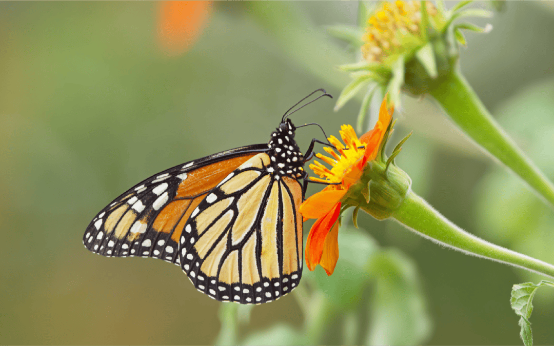 Surrounded by Nature: A Place to Connect, Breathe, and Enjoy