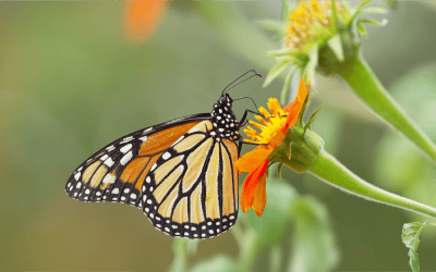 Surrounded by Nature: A Place to Connect, Breathe, and Enjoy
