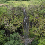 Guanacaste Flora, Native Flora of Guanacaste: Key Species in Ciudad Nya