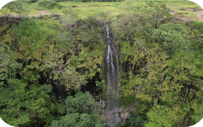 Native Flora of Ciudad Nya: Discover Key Species in Our Guanacaste Reserve