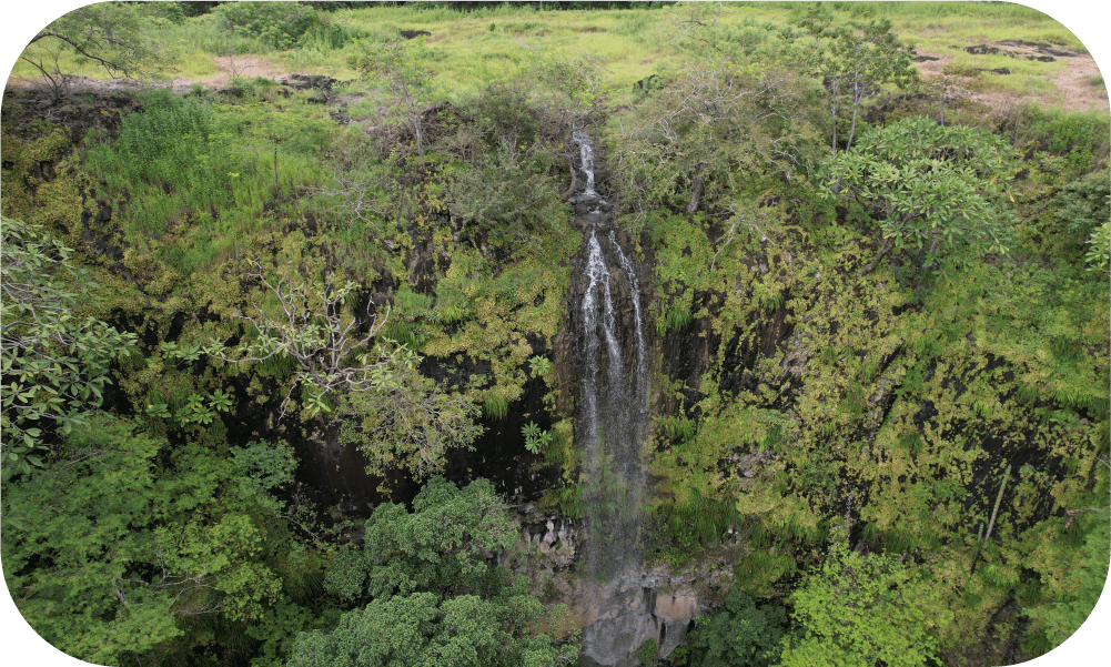 Native Flora of Ciudad Nya: Discover Key Species in Our Guanacaste Reserve