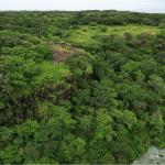 A drone view of the green forest at Ciudad Nya